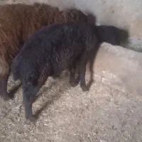 کیلو ۶۰۰|حیوانات مزرعه|دهگلان, |دیوار