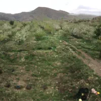 نیازمند کارگر باغی