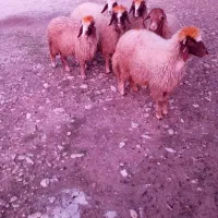 بره ماده|حیوانات مزرعه|سرپل ذهاب, |دیوار