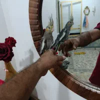 جوجه عروس هلندی