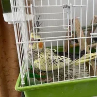 2 جفت عروس هلندی|پرنده|اصفهان, کوهانستان|دیوار