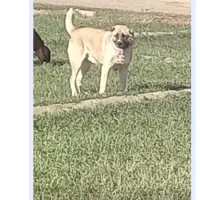 سگ گوسفندی گمشده