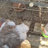 نراجری|پرنده|باغ بهادران, |دیوار