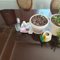 میز ناهارخوری فروش فوری