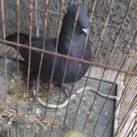 کبوتر خوشرنگ ماده|پرنده|دهدشت, |دیوار