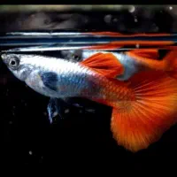 گوپی مولی پلاتی آنجل زبرا کالرنعون لجن خارآکواریوم|ماهی|تهران, امام زاده حسن|دیوار