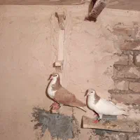 کفتر|پرنده|طاغنکوه, |دیوار