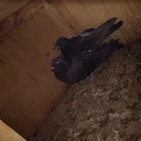 کفتر پرشی|پرنده|قم, شاه ابراهیم|دیوار