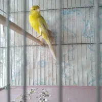 ۵/۰۰۰/۰۰۰۰|پرنده|اصفهان, حصه شمالی|دیوار