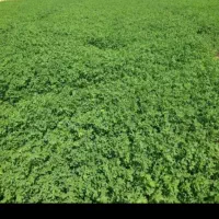 اجاره ۷ هکتار زمین آبی بارانی برقی