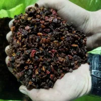 زرشک قرمز و زغال اخته خشک|عمده‌فروشی|شهریار, شهرک وائین|دیوار