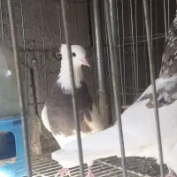 طوق سور کرمانشاهی درشت|پرنده|جیرفت, |دیوار