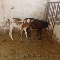 ۲عددگوساله ماده