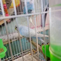 یک جفت مرغ عشق