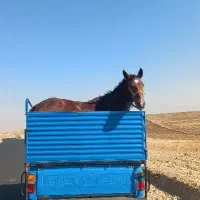 خرید فروش مادیان|اسب و تجهیزات اسب‌سواری|کرمانشاه, |دیوار