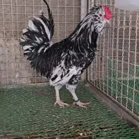 خروس گلین چهل تاج مشکی خال سوزنی|حیوانات مزرعه|تهران, پاسداران|دیوار