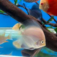 دیسکس و هکلی آلبینو