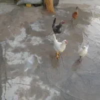 جوجه بومی|حیوانات مزرعه|لردگان, |دیوار