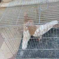 یه جفت کله زرد|پرنده|شیراز, شهرک زینبیه|دیوار