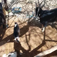 فروش بز وبزغاله