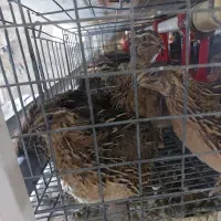 بلدرچین نر گوشتی دوماهه