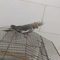 طوطی عروس|پرنده|قزوین, |دیوار