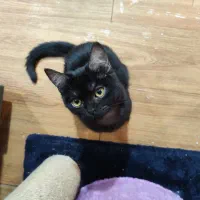 گربه بریتیش|گربه|تهران, بوستان سرخه حصار|دیوار