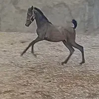 کره مادیان دوسر شجره . ۶ ماه |اسب و تجهیزات اسبسواری|کرمانشاه, |دیوار