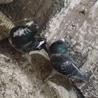 کبوتر