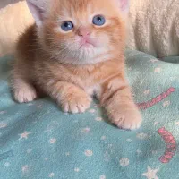 بریتیش و اسکاتیش های رویایی