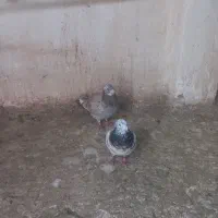 دوعدد زدو خورد عالی مال کاشمره   اوردم سار سرونچ