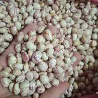 لوبیای تازه و خوش پخت تماس