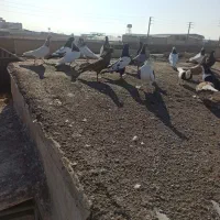 جوجه رنگه پرشی|پرنده|مشهد, شهرک صنعتی توس|دیوار