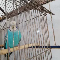 مرغ عشق ماده