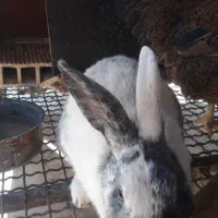 فروش خرگوش های زیبا و باهوش