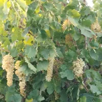 باغ انگور داربستی سفید جوان ۴۸۰۰متر|فروش زمین و ملک کلنگی|ابهر, |دیوار