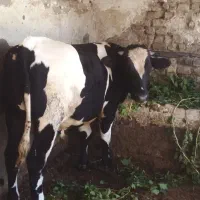 گوساله نر یک ساله