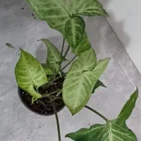 فروش انواع گل و کود های آپارتمانی|گل و گیاه طبیعی|خاش, |دیوار