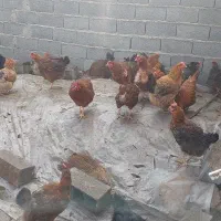 تعدادی مرغ تخم گذار ۹ماهه سالم قیمت توافقی