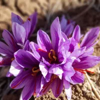 زعفران لرستان