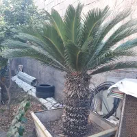 گل سیکاس بزرگ و زیبا با تنه یک متری|گل و گیاه طبیعی|مزرعه کتول, |دیوار