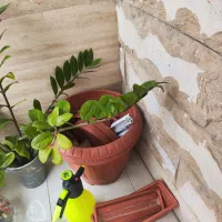 گلدان پلاستیکی گرد دو عدد و گلدان مستطیل