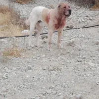 سگ نژادار الابای