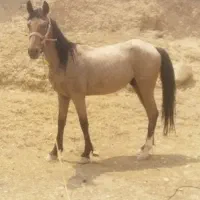 گمشده