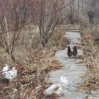 مرغ وخروس نیمچه گلین