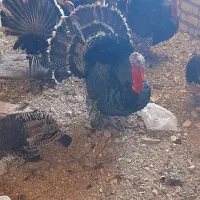 بوقلمون نرو ماده محلی