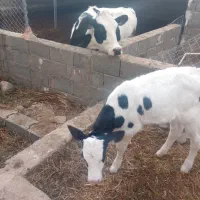 گاو شکم اول با گوساله شیری