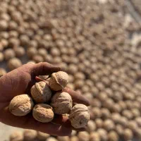 پوست کاغذی|خوردنی و آشامیدنی|زند, |دیوار