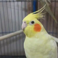 عروس هلندی سخنگو(۱۰کلمه)همراه با قفس و لوازم|پرنده|گلستان (تهران), |دیوار