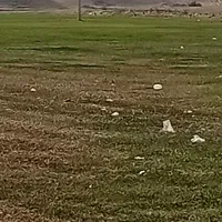 فروش۵۳ هکتار زمین کشاورزی  چنانه شوش